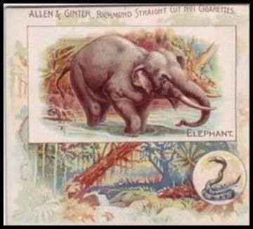 14 Elephant